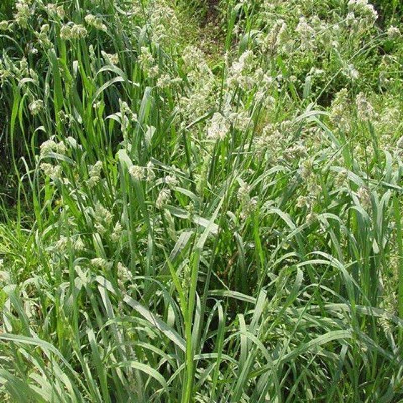 鸭茅种子果园草籽寒耐旱耐荫春季返青早冬季休眠晚多年生草本