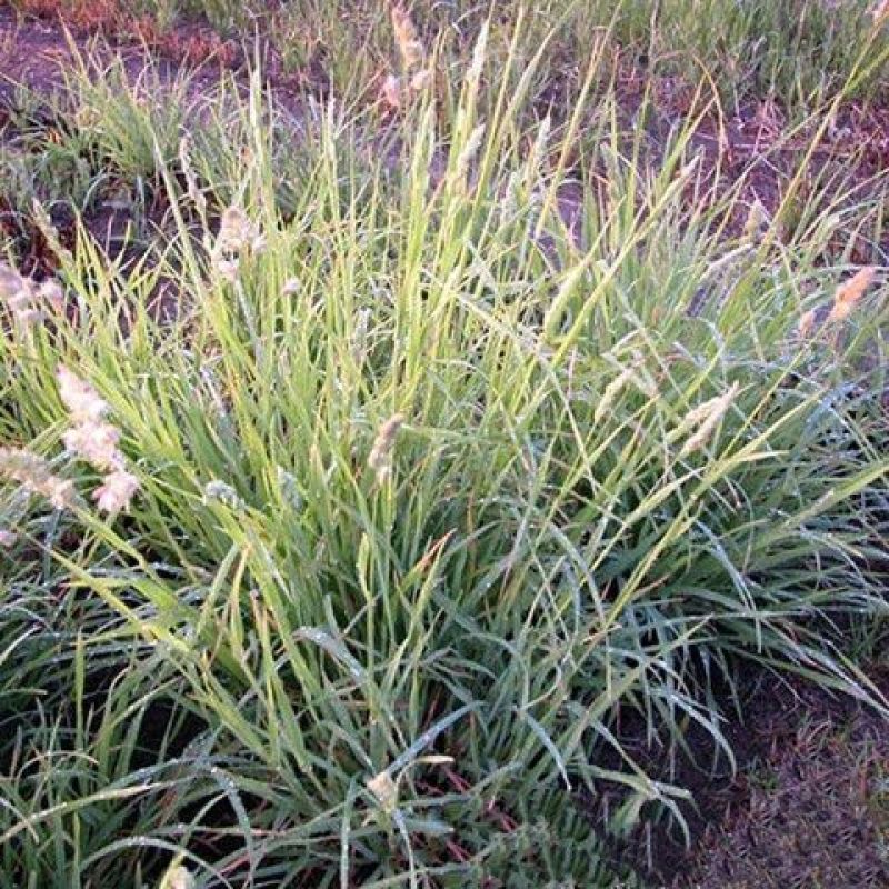 鸭茅种子果园草籽寒耐旱耐荫春季返青早冬季休眠晚多年生草本