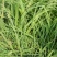 鸭茅种子果园草籽寒耐旱耐荫春季返青早冬季休眠晚多年生草本