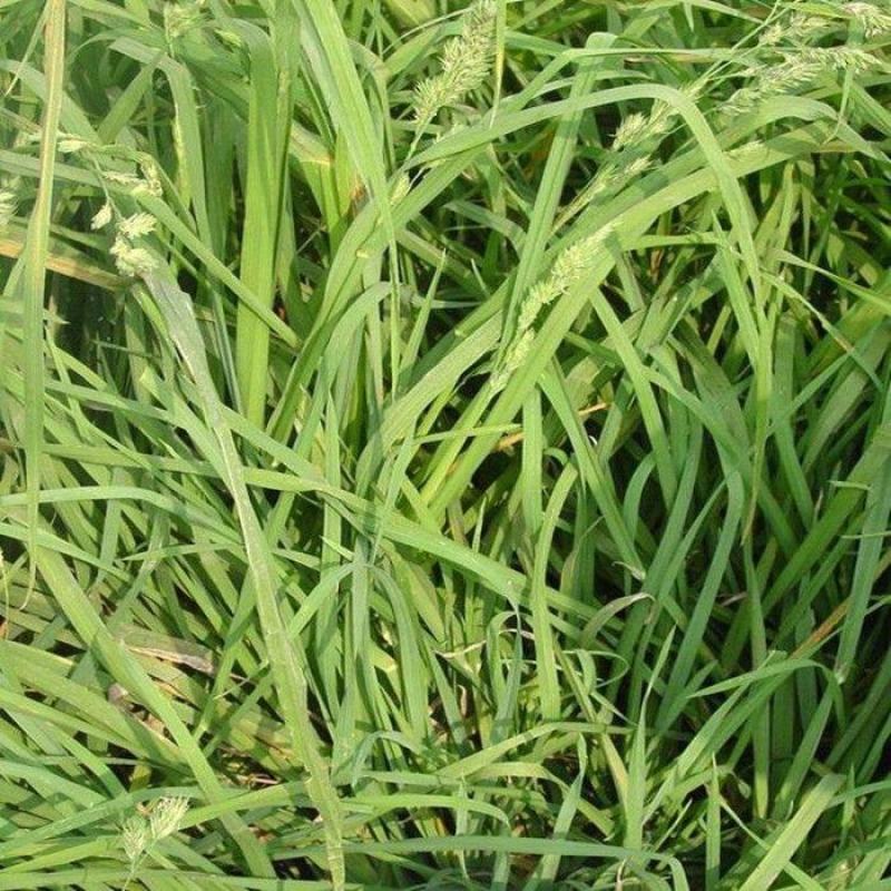 鸭茅种子果园草籽寒耐旱耐荫春季返青早冬季休眠晚多年生草本