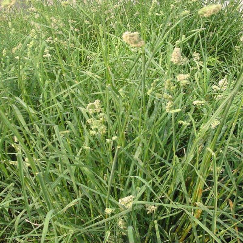 鸭茅种子果园草籽寒耐旱耐荫春季返青早冬季休眠晚多年生草本