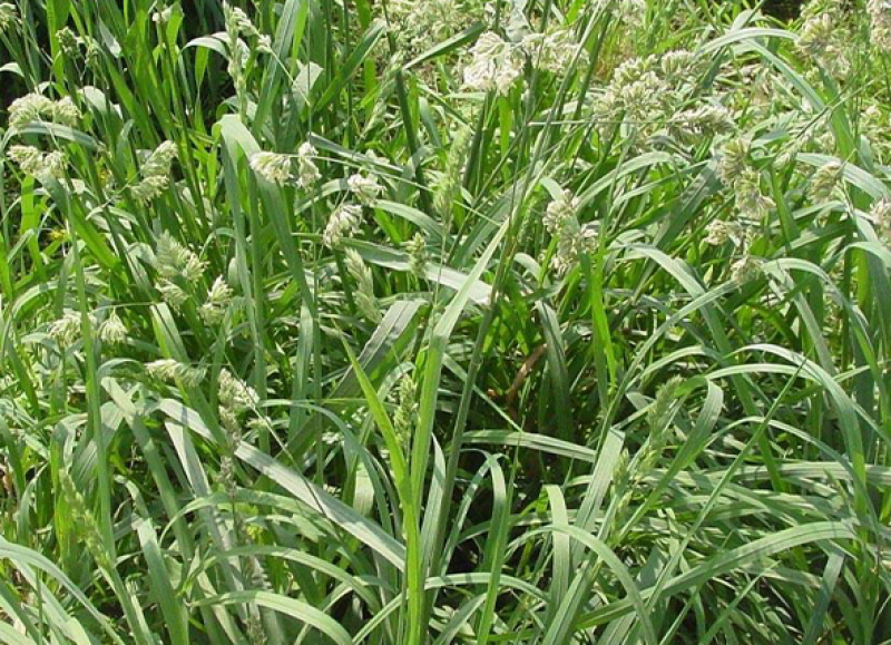 鸭茅种子果园草籽寒耐旱耐荫春季返青早冬季休眠晚多年生草本