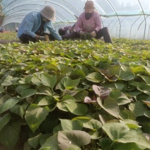 西瓜红25苗哈密苗蜜薯苗基地直供供苗及时