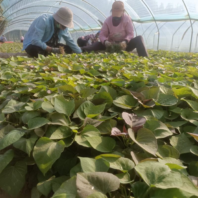 西瓜红25苗哈密苗蜜薯苗基地直供供苗及时