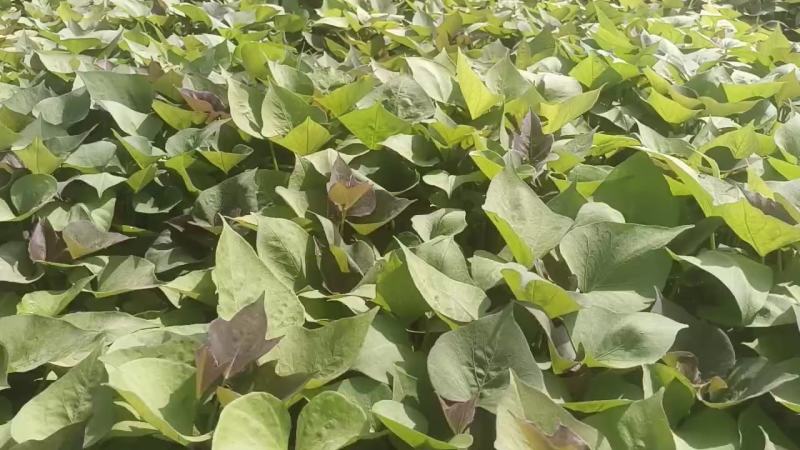 西瓜红25苗哈密苗蜜薯苗基地直供供苗及时