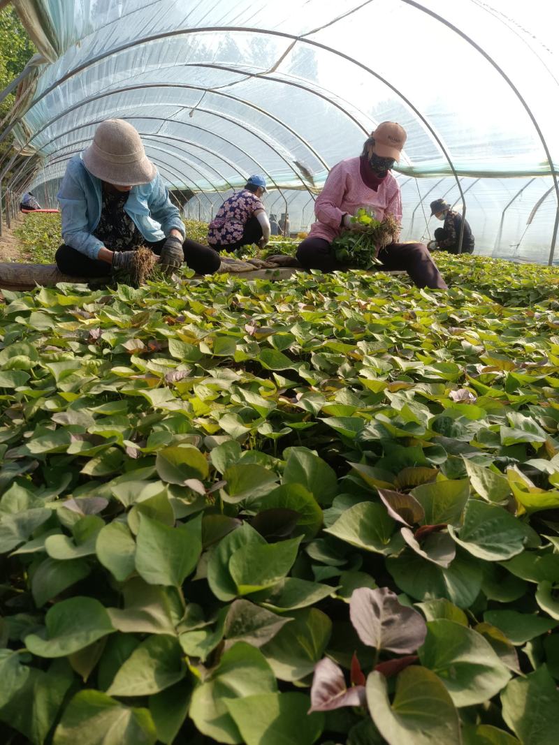西瓜红25苗哈密苗蜜薯苗基地直供供苗及时