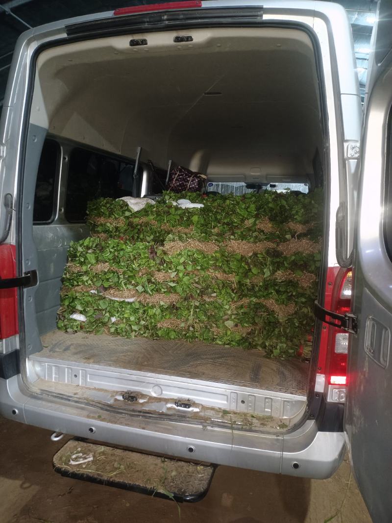 西瓜红25苗哈密苗蜜薯苗基地直供供苗及时