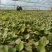 西瓜红25苗哈密苗蜜薯苗基地直供供苗及时