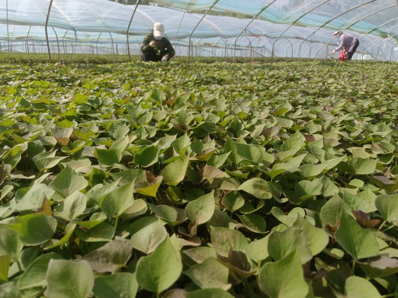 西瓜红25苗哈密苗蜜薯苗基地直供供苗及时
