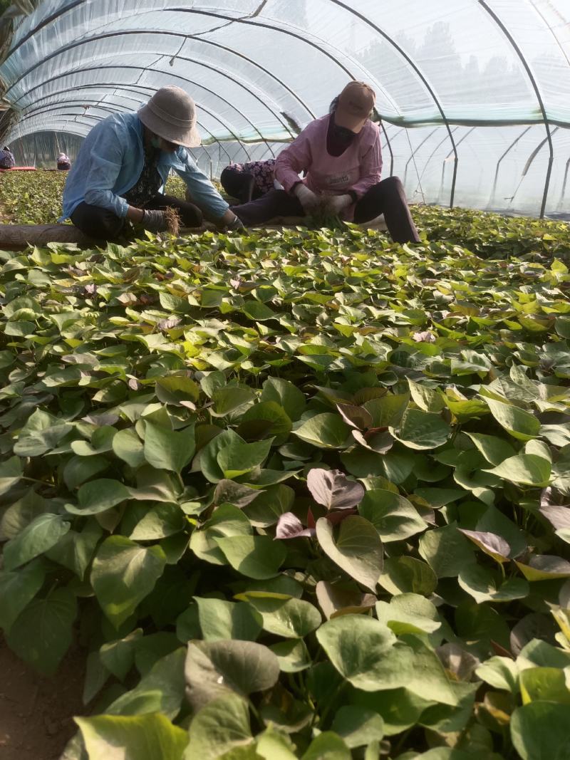 西瓜红25苗哈密苗蜜薯苗基地直供供苗及时