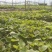 西瓜红25苗哈密苗蜜薯苗基地直供供苗及时