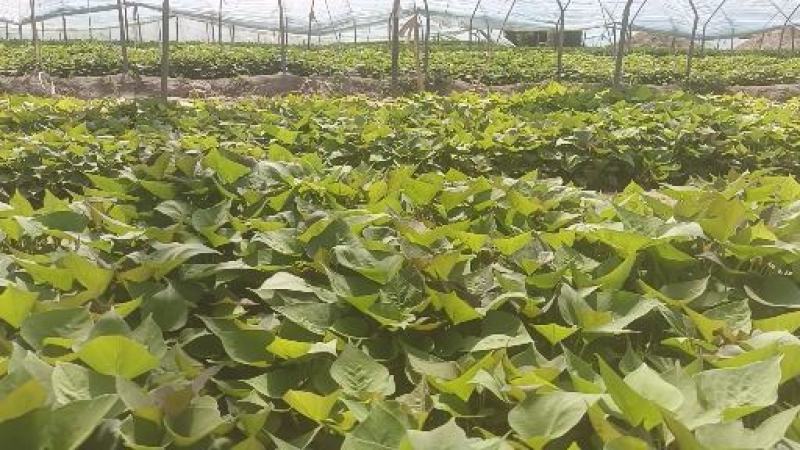 西瓜红25苗哈密苗蜜薯苗基地直供供苗及时