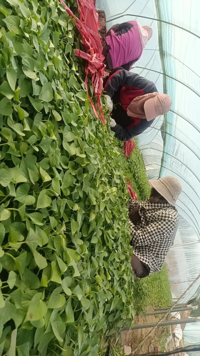 西瓜红25苗哈密苗蜜薯苗基地直供供苗及时