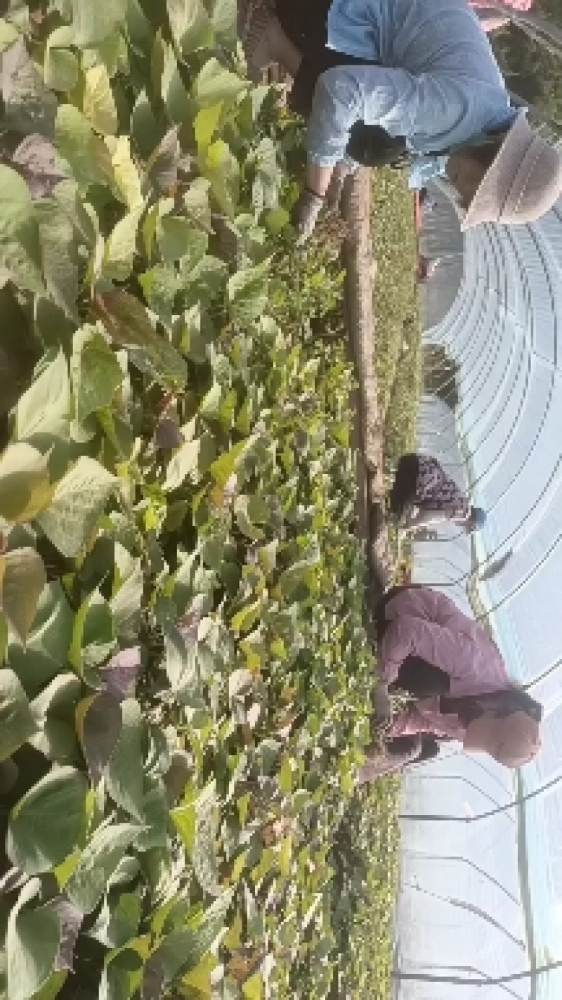 西瓜红25苗哈密苗蜜薯苗基地直供供苗及时