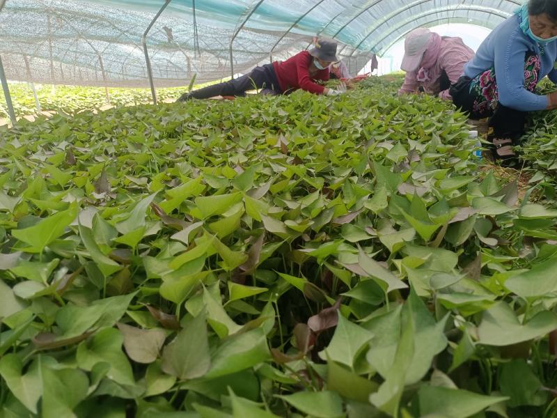 西瓜红25苗哈密苗蜜薯苗基地直供供苗及时