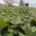 西瓜红25苗哈密苗蜜薯苗基地直供供苗及时