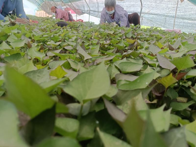 西瓜红25苗哈密苗蜜薯苗基地直供供苗及时