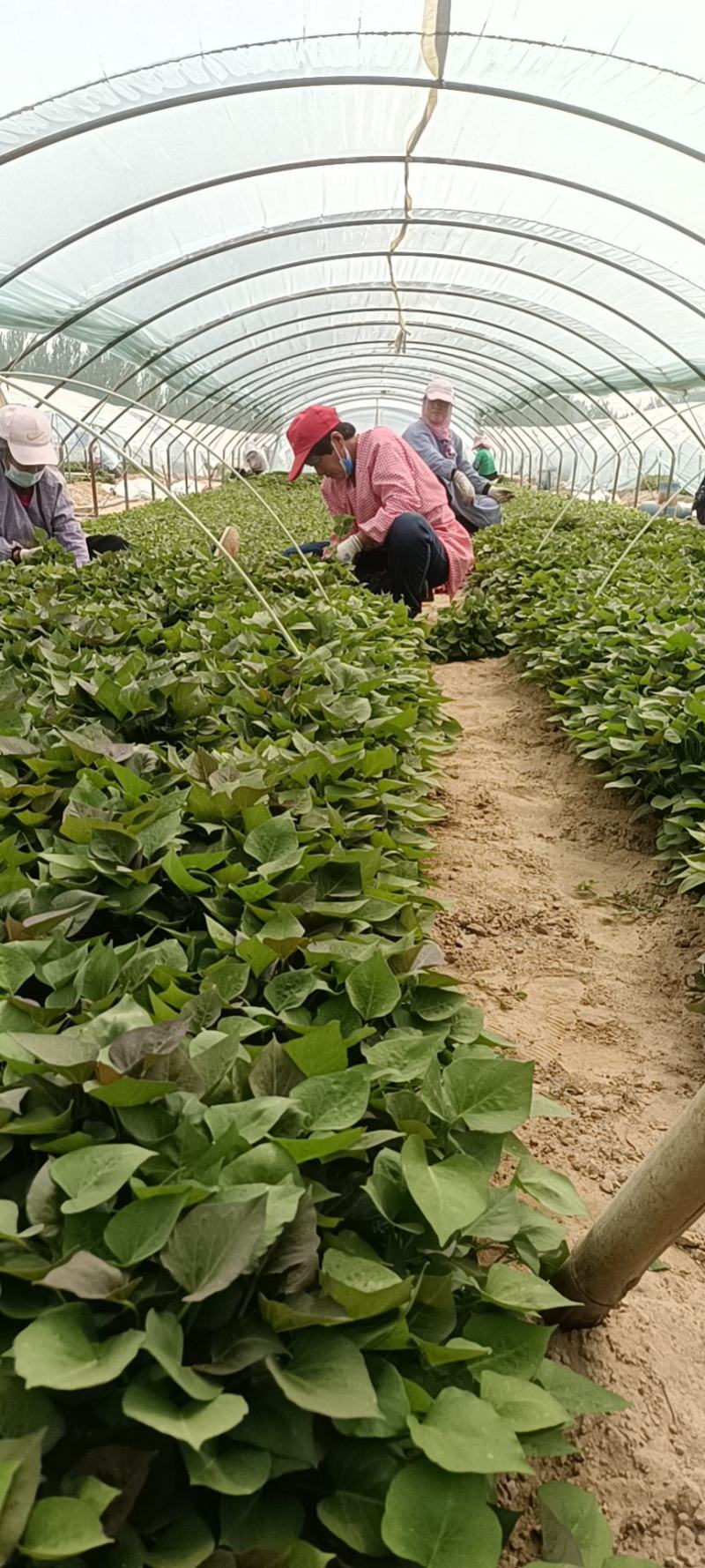 西瓜红25苗哈密苗蜜薯苗基地直供供苗及时