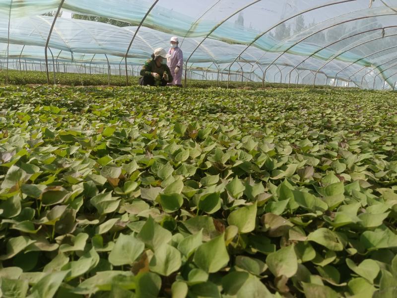 西瓜红25苗哈密苗蜜薯苗基地直供供苗及时
