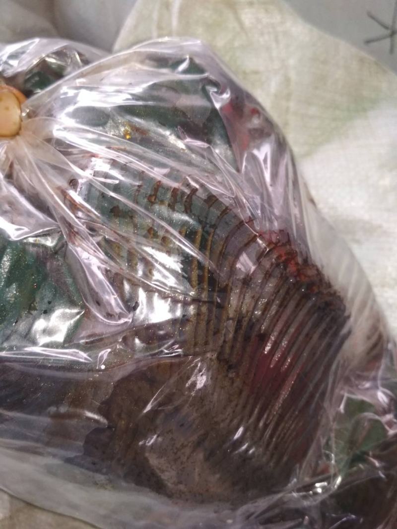 芥菜疙瘩五香的自产自销，囗味香甜脆爽。