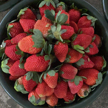 新鲜奶油草莓🍓大量上市、15克起装、一手货源、充足、