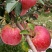 鲁丽苹果树苗红富士维纳斯苹果苗嫁接长短枝矮化品种保真