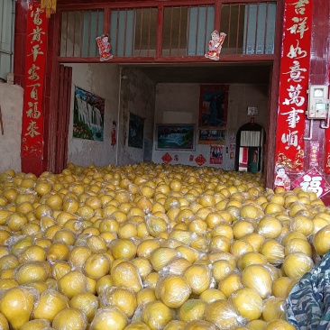 湖南江永老树沙田柚（香柚）口感好，纯甜个头均匀，