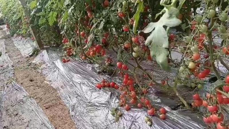 骇河优质圣女果基地口感好品质优