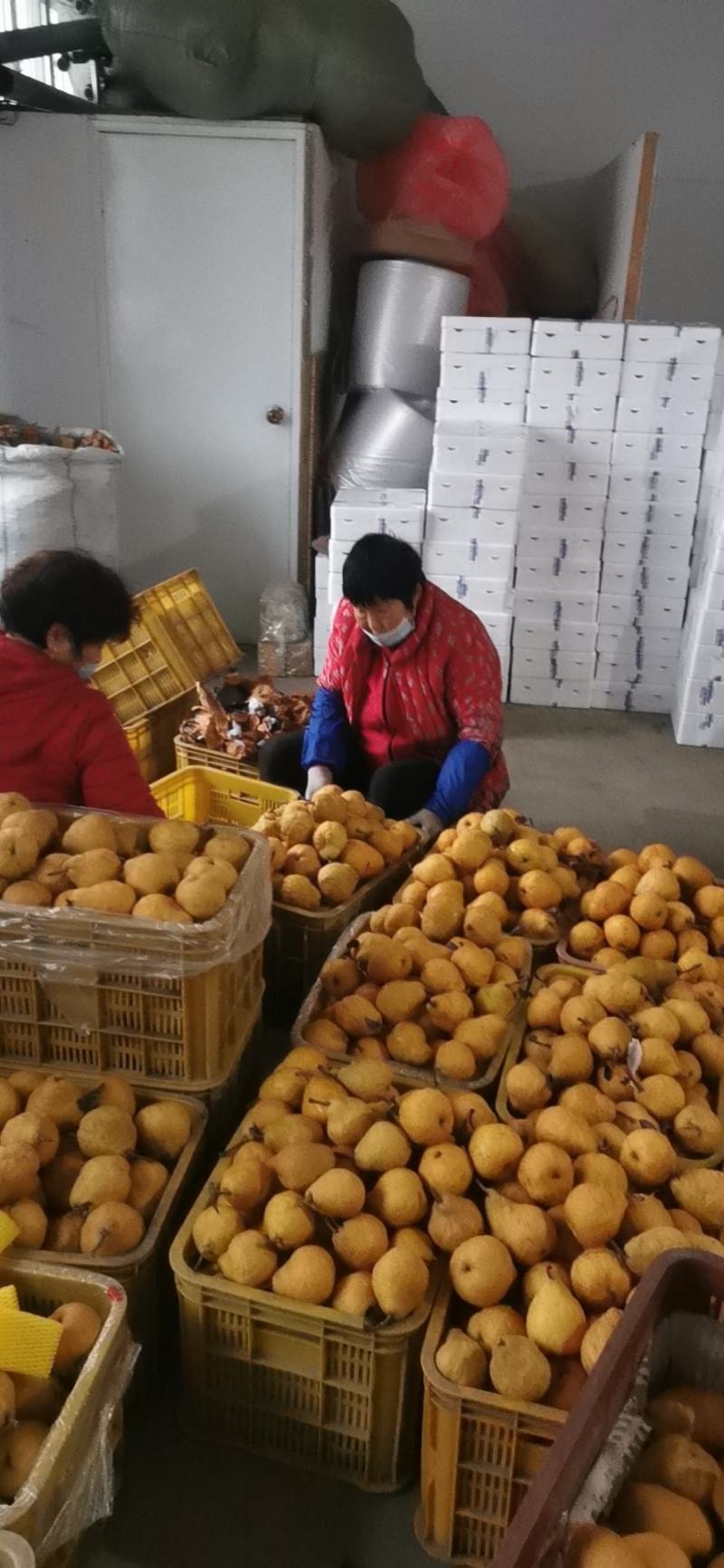 丑梨丑梨，烟台昆嵛山特产丑梨软糯多汁，冬天必备水果