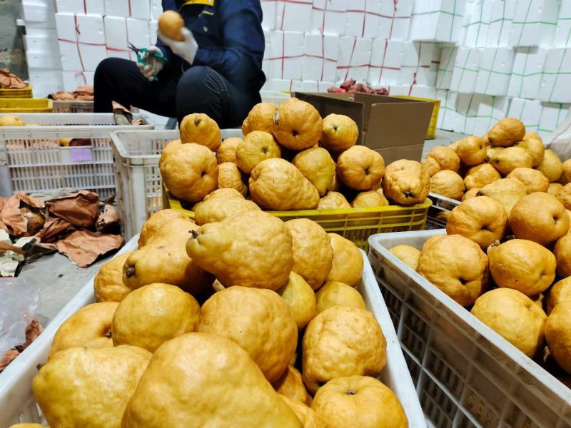 丑梨丑梨，烟台昆嵛山特产丑梨软糯多汁，冬天必备水果