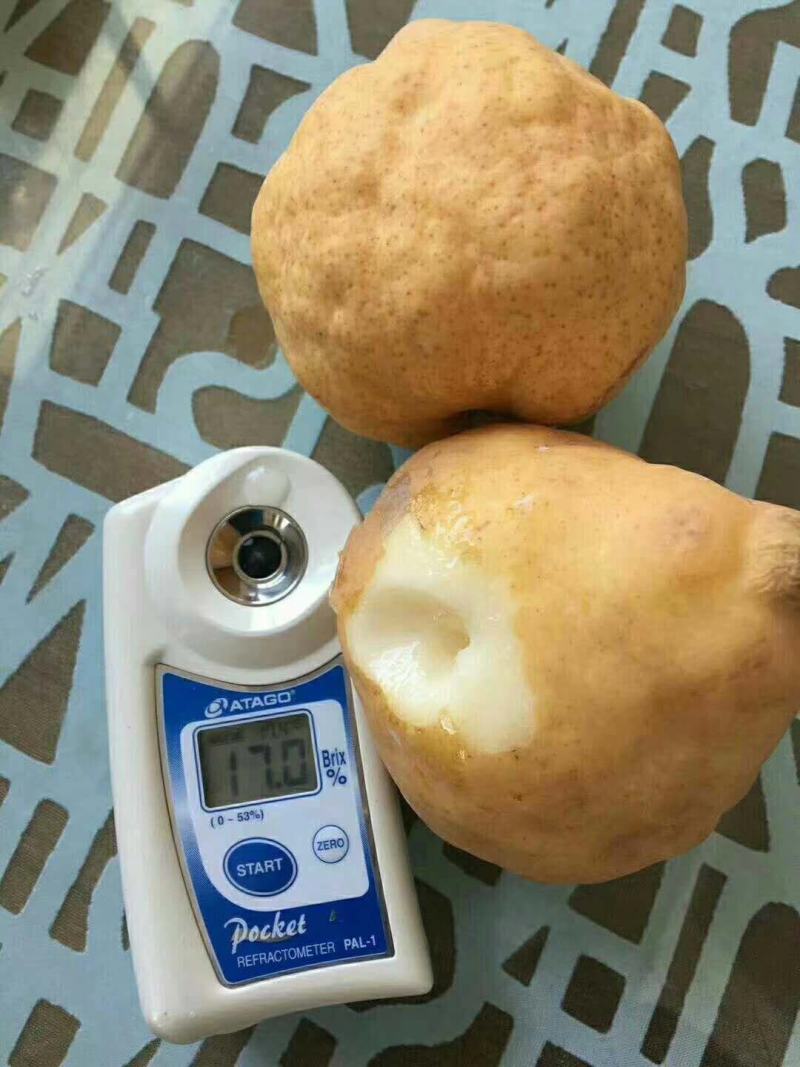 丑梨丑梨，烟台昆嵛山特产丑梨软糯多汁，冬天必备水果