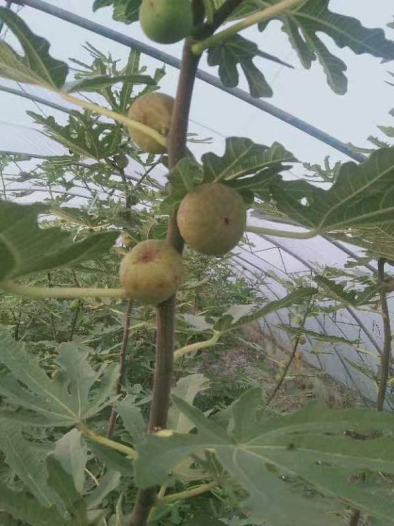 精包装无公害烘干无花果果干