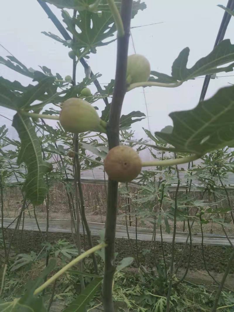 精包装无公害烘干无花果果干
