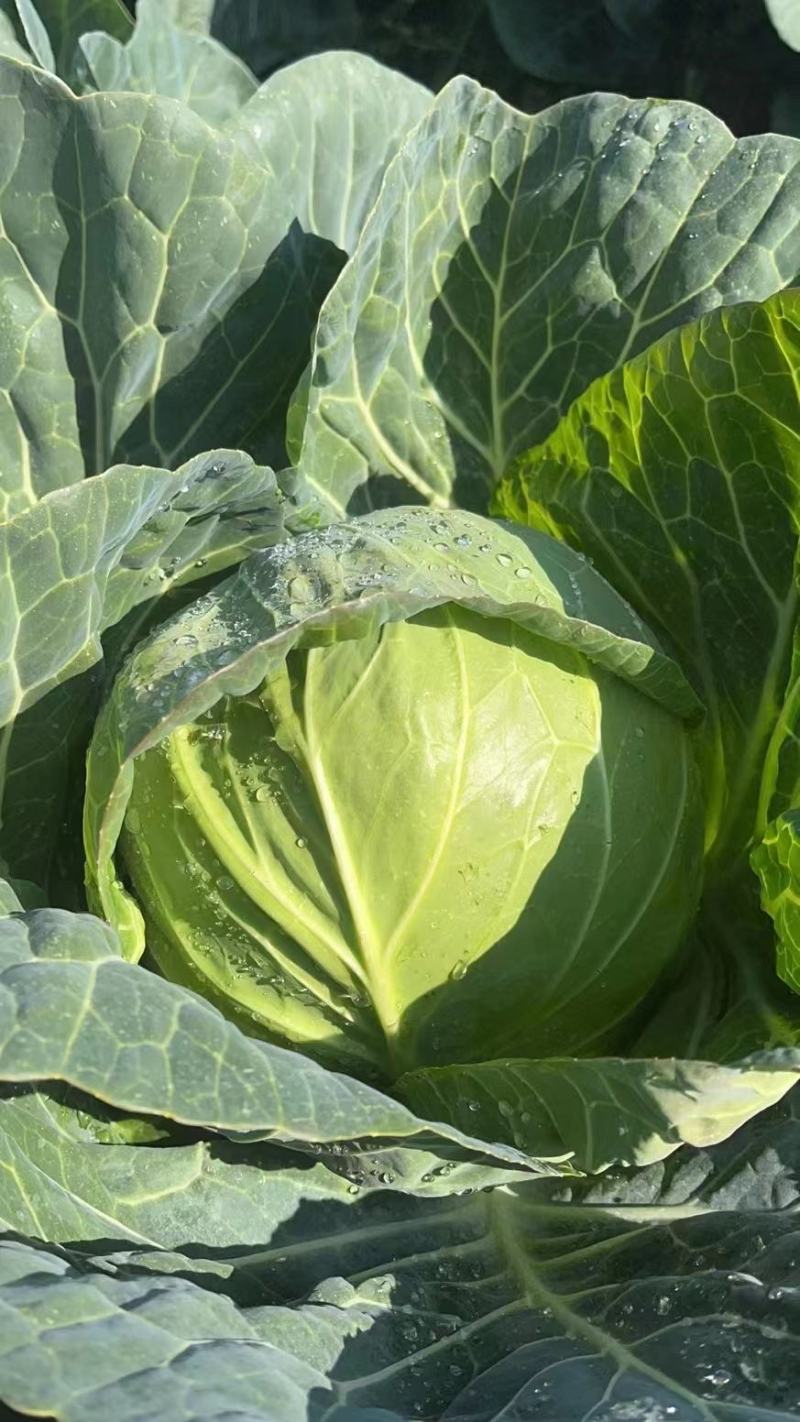 韩国青甘蓝～货源充足～基地直供～保证质量