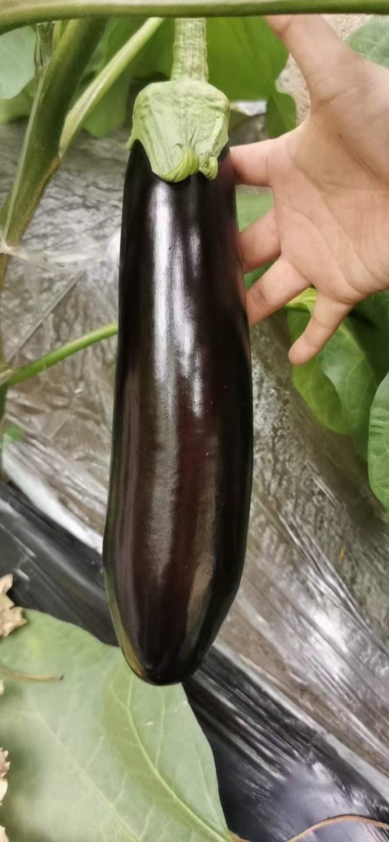 菜