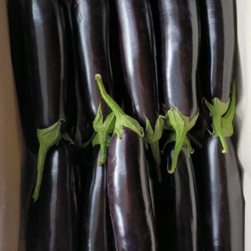 菜
