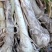 河北定州冬储大葱大量现货有需要的老板基地看货。质量杠杠的