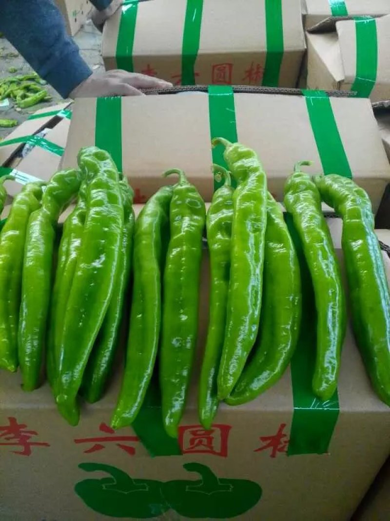 辣椒