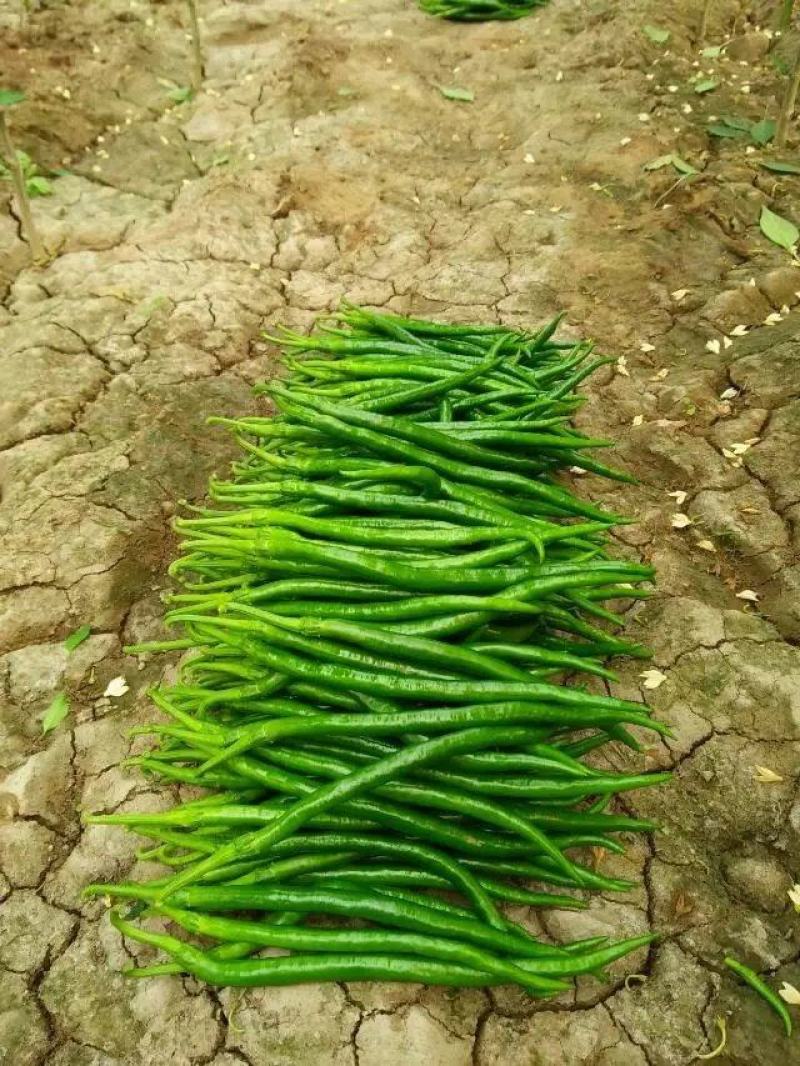 辣椒