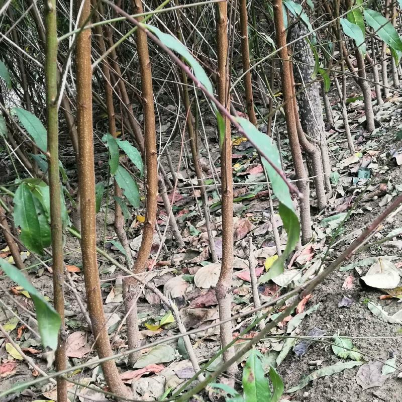 2公分3公分8公分油桃苗嫁接桃树苗冬桃苗大桃树