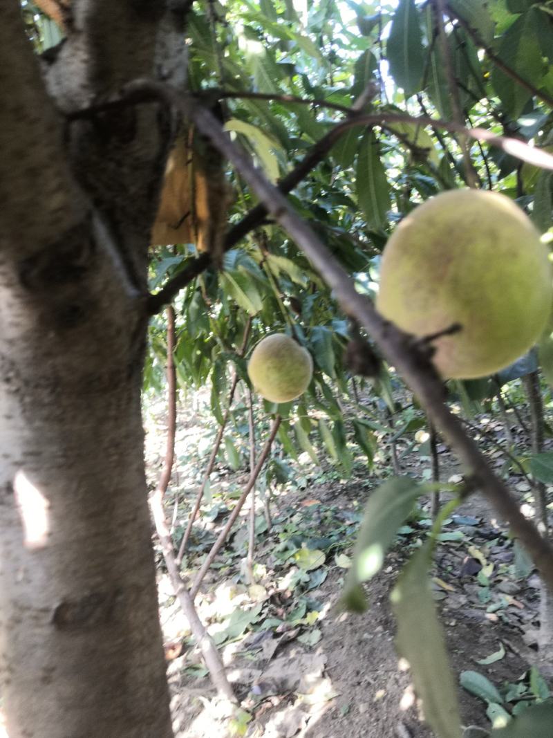 2公分3公分8公分油桃苗嫁接桃树苗冬桃苗大桃树