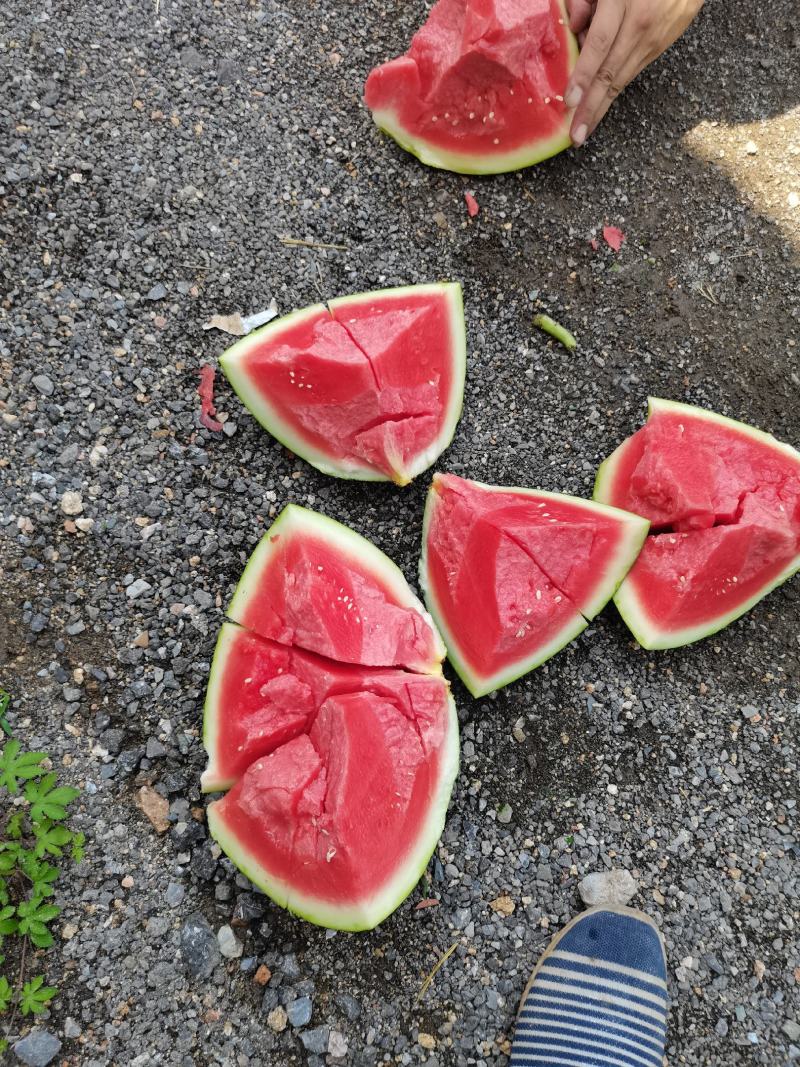 无籽西瓜