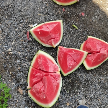 无籽西瓜