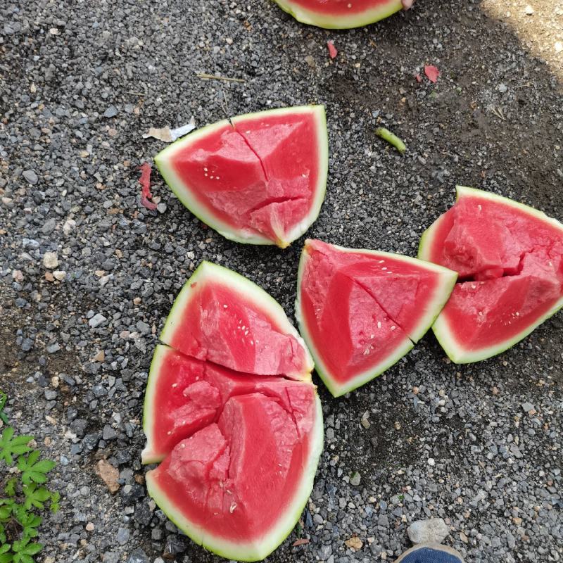 无籽西瓜