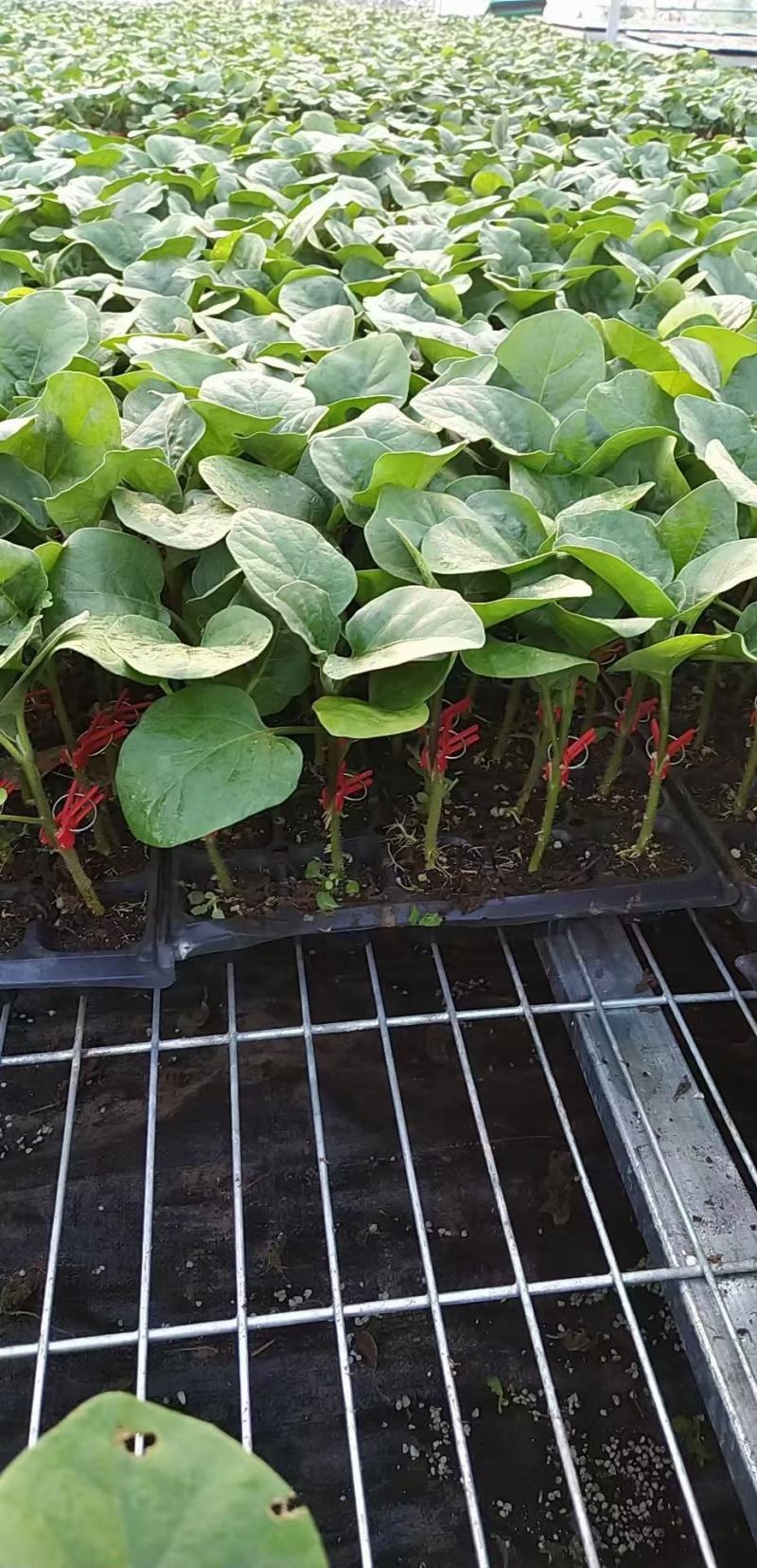 果蔬种苗