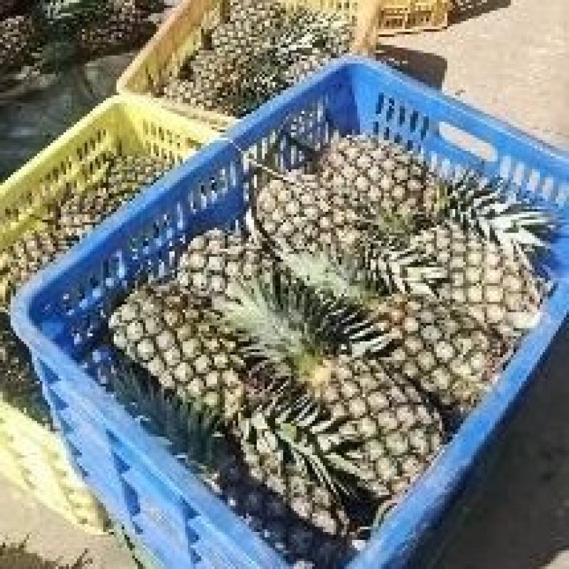 海南树上自然熟金钻凤梨