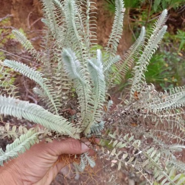 干货鹿茸草六月霜白毛鹿茸草纯净无杂草晒干（大量有）
