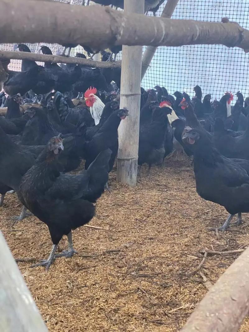 产蛋的五黑鸡，均重3斤，鸡群健康