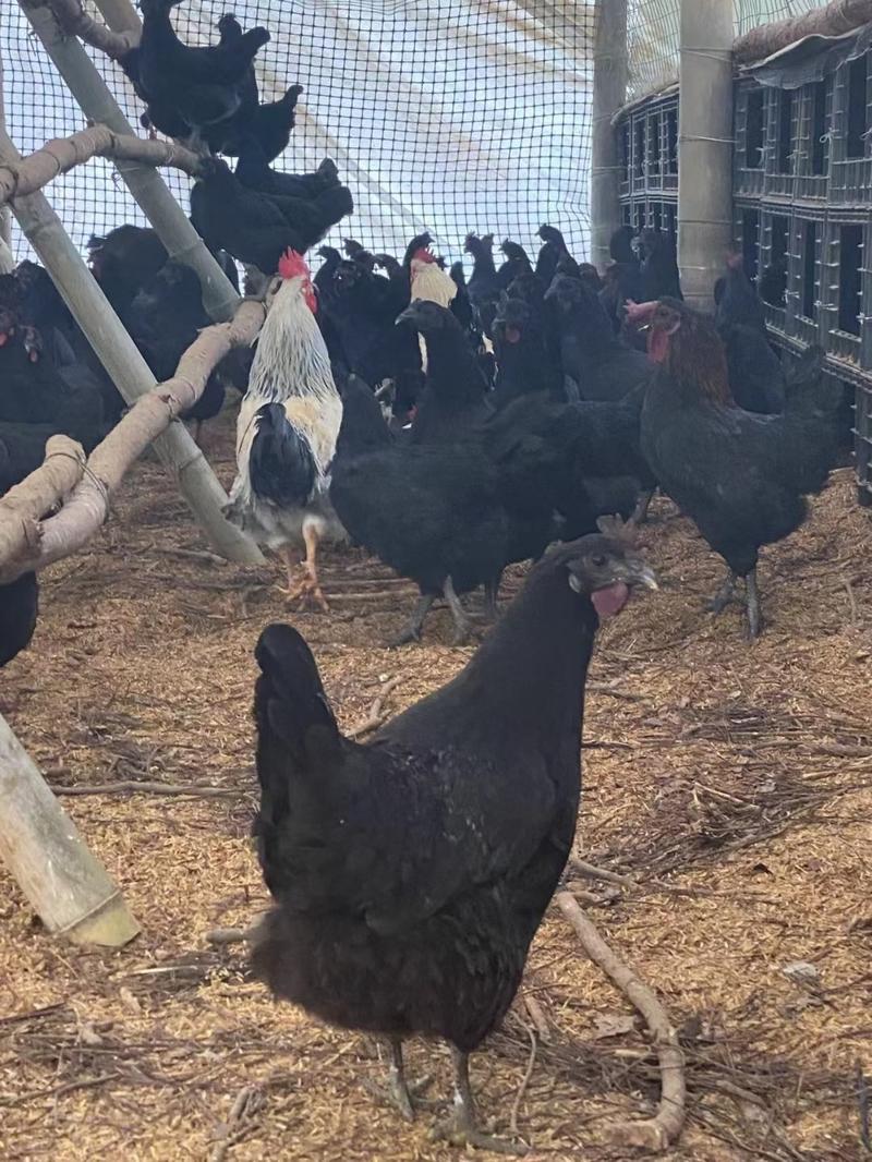 产蛋的五黑鸡，均重3斤，鸡群健康