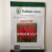 问天红三号朝天椒种子高辣早熟亩产1000斤干椒周期短大果
